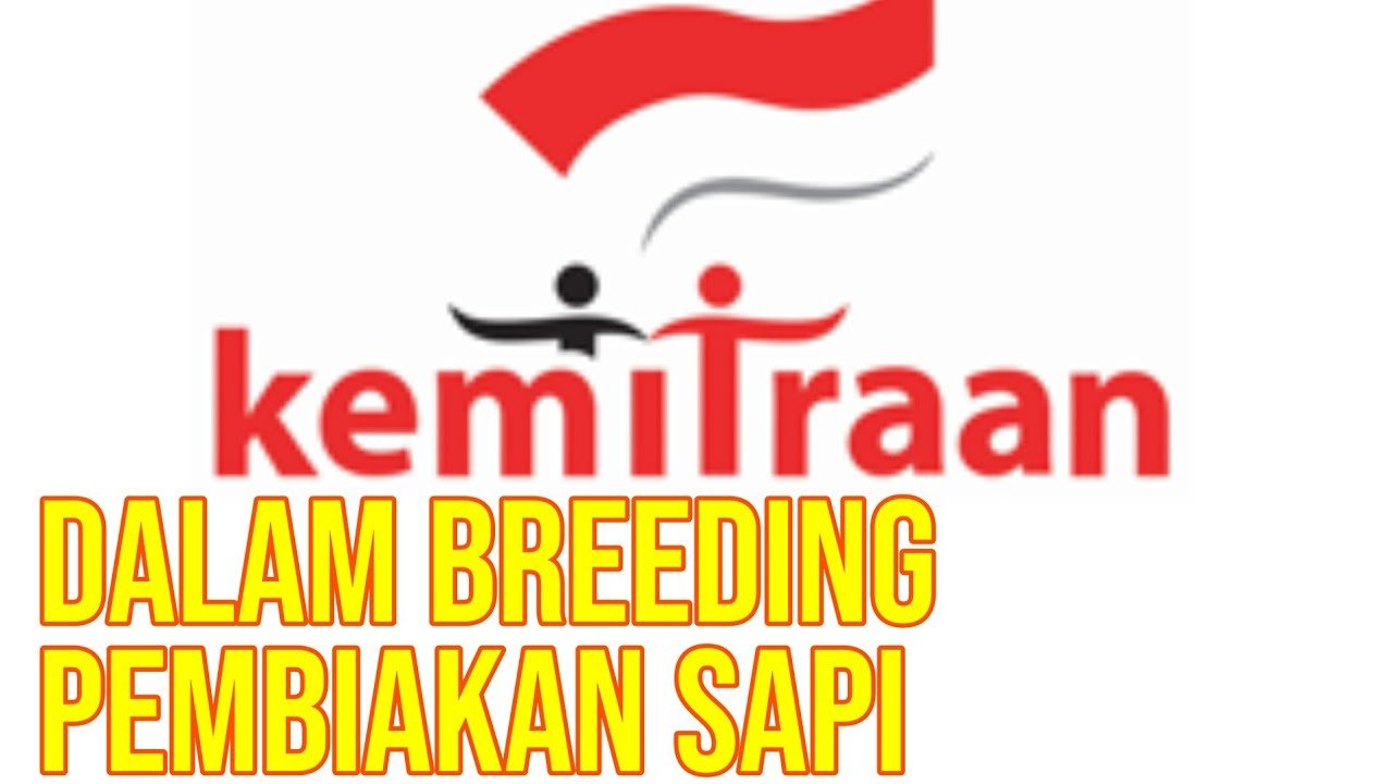Bisnis Breeding Pembiakkan Sapi Kemitraan.jpg